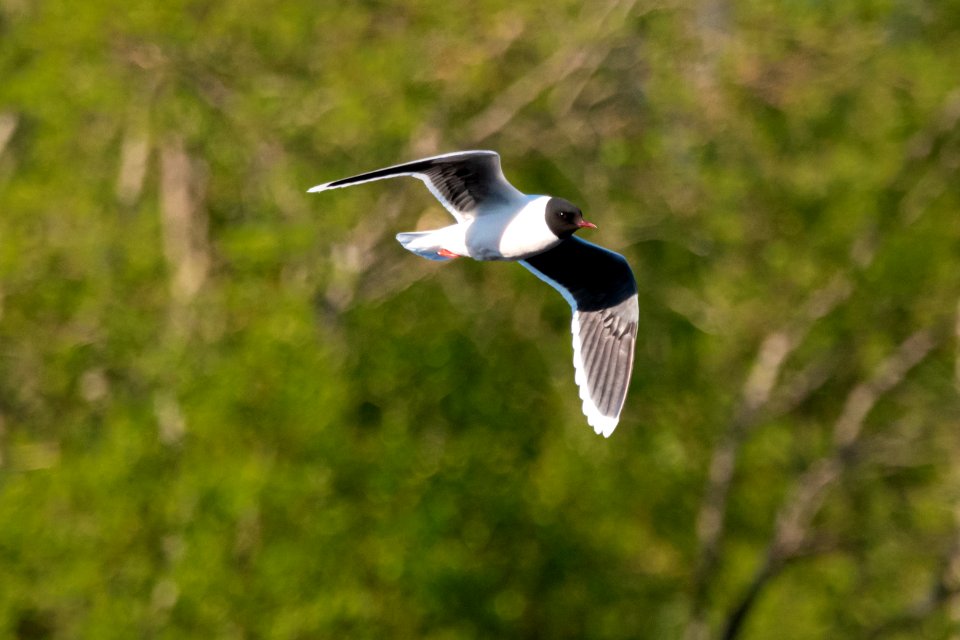 (Charadriiformes: Laridae) Hydrocoloeus minutus, Dvärgmås / Little gull