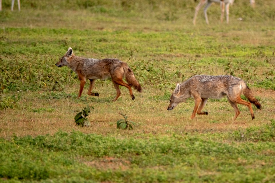 (Carnivora: Canidae) Canis anthus, Afrikansk guldvarg / African golden wolf