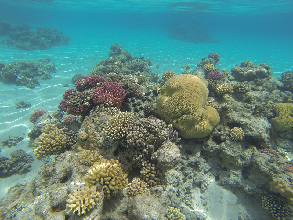 Underwater wildlife fire coral tropical fish