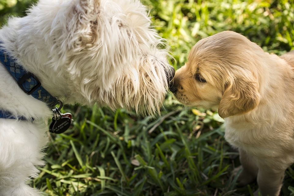 Pet puppy west