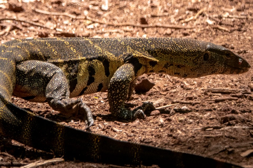 (Squamata: Varanidae) Varanus niloticus, Nilvaran, Nile monitor