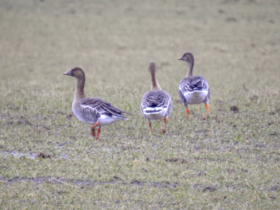 (Anseriformes: Anatidae) Anser fabalis, Sädgås / Bean goose