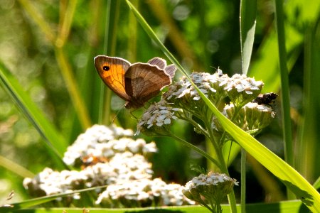 (Lepidoptera: Nymphalidae) Maniola jurtina, Slåttergräsfjäril / Meadow brown photo