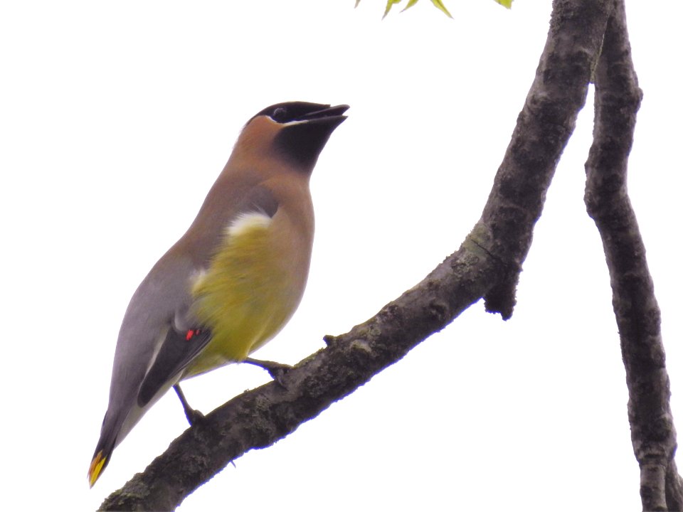 (Passeriformes: Bombycillidae) Bombycilla cedrorum, Indiansidensvans / Cedar waxwing