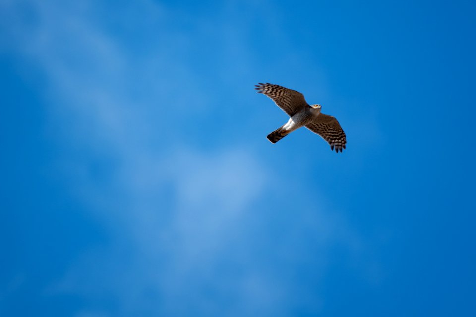 (Accipitriformes: Accipitridae) Accipiter nisus ♂️, Sparvhök / Sparrowhawk
