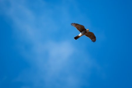 (Accipitriformes: Accipitridae) Accipiter nisus ♂️, Sparvhök / Sparrowhawk photo