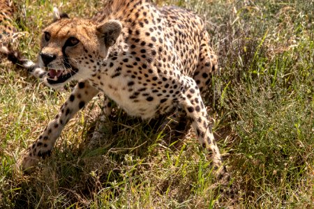 (Carnivora: Felidae) Acinonyx jubatus, Gepard / Cheetah
