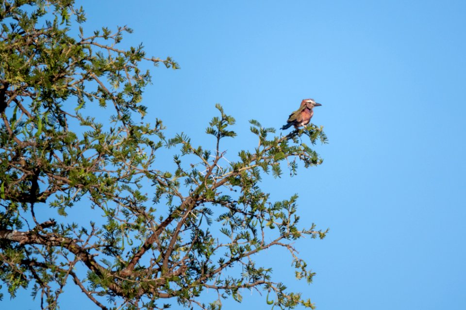 (Coraciiformes: Coraciidae) Coracias naevius, Fläckblåkråka / Purple roller