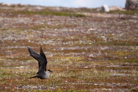 (Charadriiformes: Stercorariidae) Stercorarius longicaudus, Fjällabb / Long-tailed skua