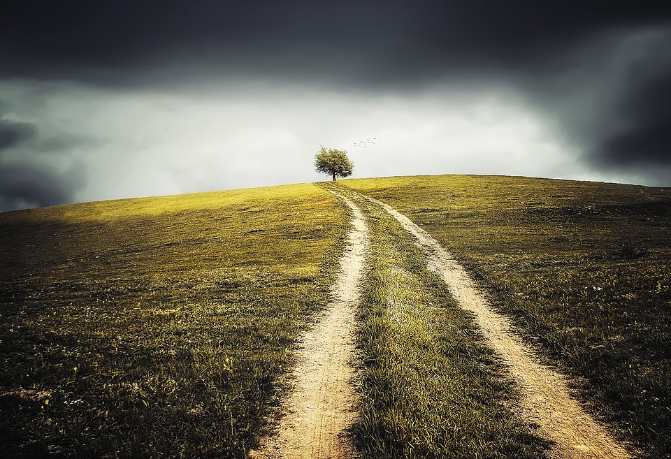 Tree hill summer