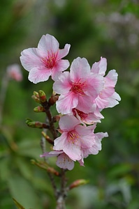 Branch spring nature