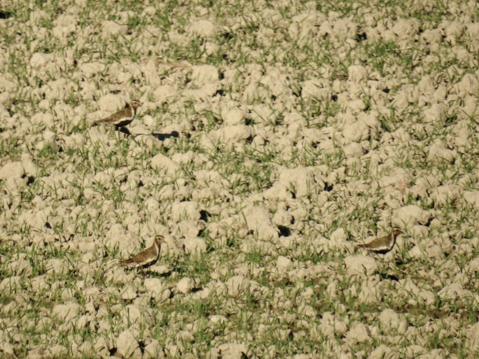 (Charadriiformes: Charadriidae) Pluvialis apricaria, Ljungpipare / Golden plover