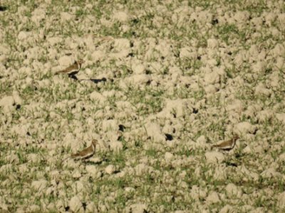 (Charadriiformes: Charadriidae) Pluvialis apricaria, Ljungpipare / Golden plover