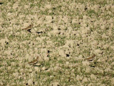 (Charadriiformes: Charadriidae) Pluvialis apricaria, Ljungpipare / Golden plover photo