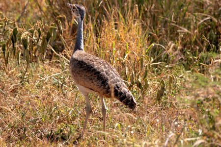 (Otidiformes: Otididae) Eupodotis senegalensis, Vitbukig trapp / White-bellied bustard