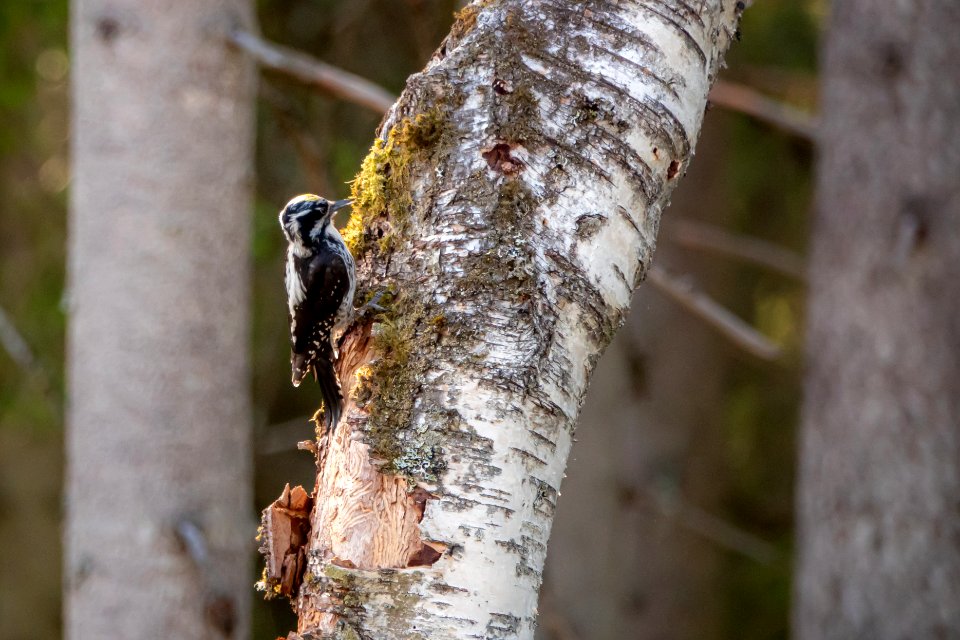 (Piciformes: Picidae) Picoides tridactylus, Tretåig hackspett / Three-toed woodpecker
