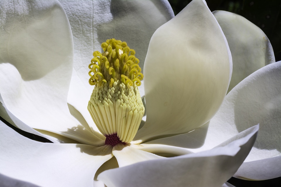 Spring garden white flower