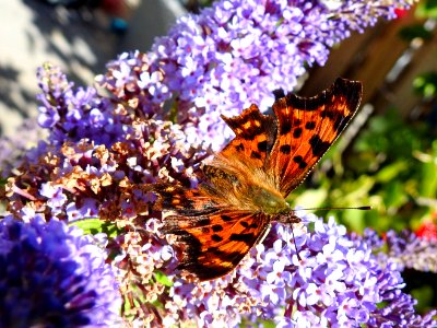 (Lepidoptera: Nymphalidae) Polygonia c-album, Vinbärsfuks / Comma