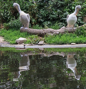 Plumage sit zoo