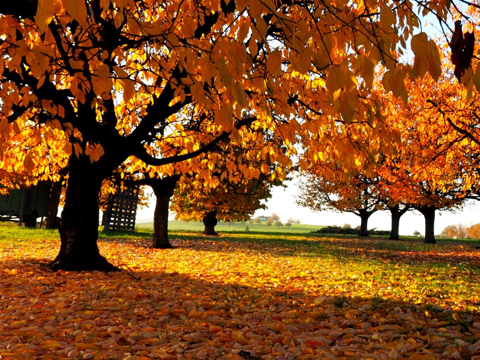 2015herbst 300