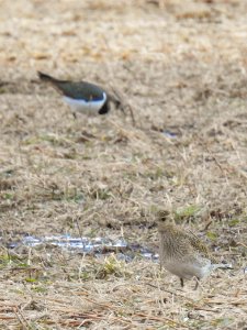 (Charadriiformes: Charadriidae) Pluvialis apricaria, Ljungpipare / Golden plover