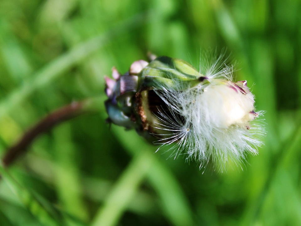 Nature seeds plant
