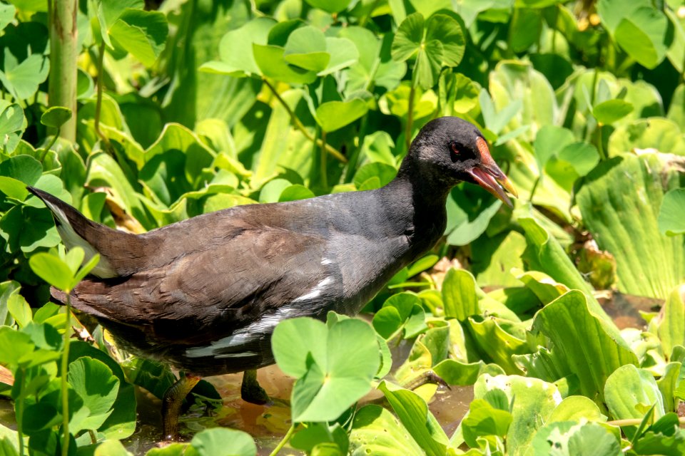 (Gruiformes: Rallidae) Gallinula chloropus, Rörhöna / Moorhen