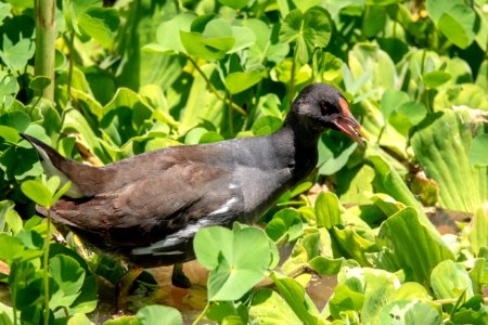 (Gruiformes: Rallidae) Gallinula chloropus, Rörhöna / Moorhen