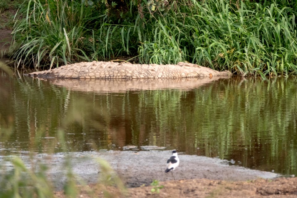 (Crocodilia: Crocodylidae) Crocodilus niloticus, Nilkrokodil / Nile crocodile