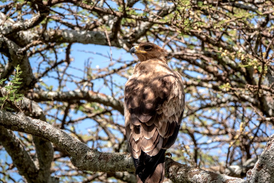 (Accipitriformes: Accipitridae) Aquila rapax, Savannörn / Tawny eagle