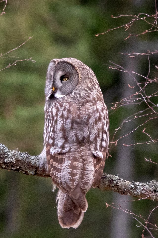 (Strigiformes: Strigidae) Strix nebulosa, Lappuggla / Great grey owl
