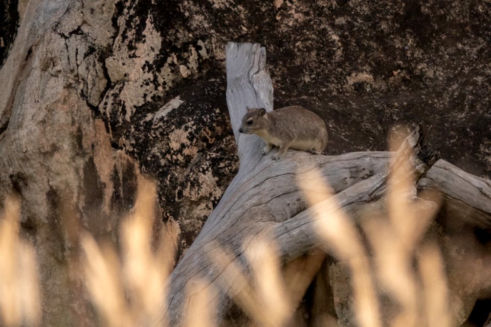 (Hyracoidea: Procaviidae) Procavia capensis, Klipphyrax / Rock hyrax