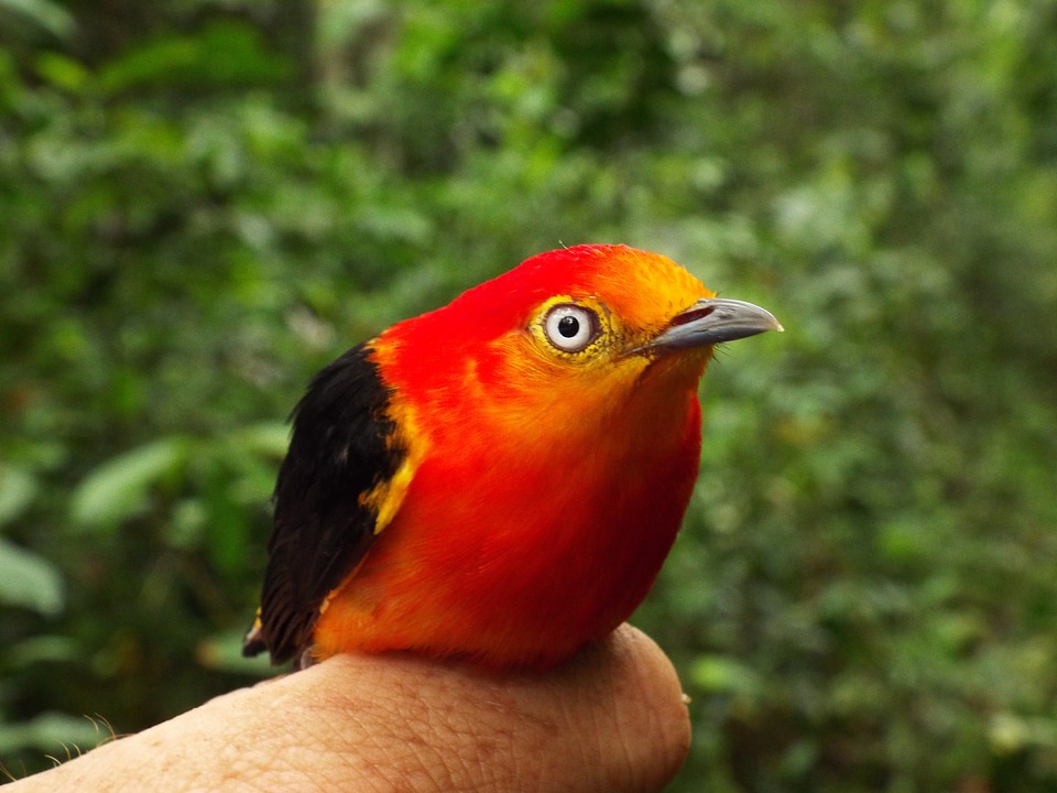 Brazil tocantins animals