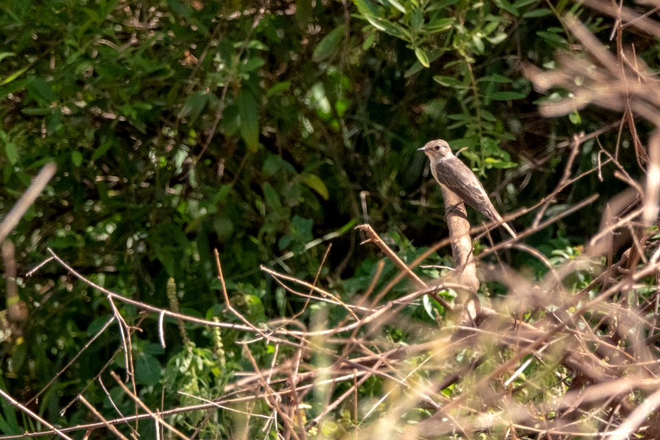 (Passeriformes: Muscicapidae) Muscicapa striata, Grå flugsnappare / Spotted flycatcher