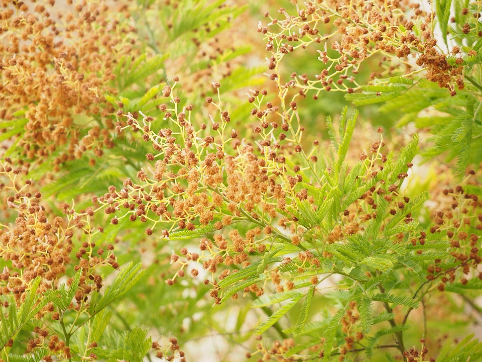 Seeds mimosa pudica bashful sensitive plant