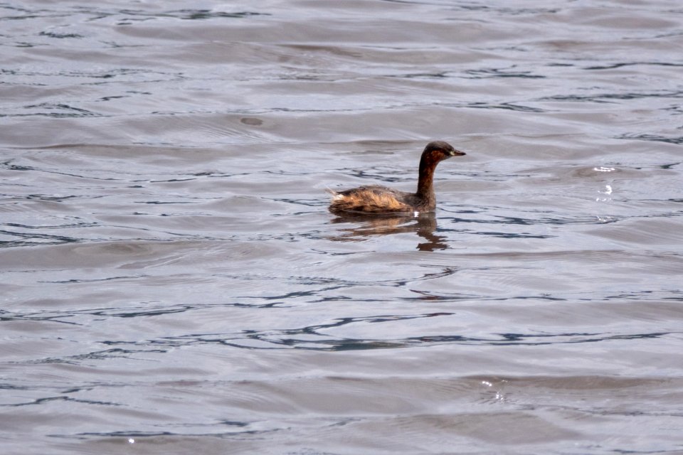 (Podicipediformes: Podicipedidae) Tachybaptus ruficollis, Smådopping / Little grebe photo