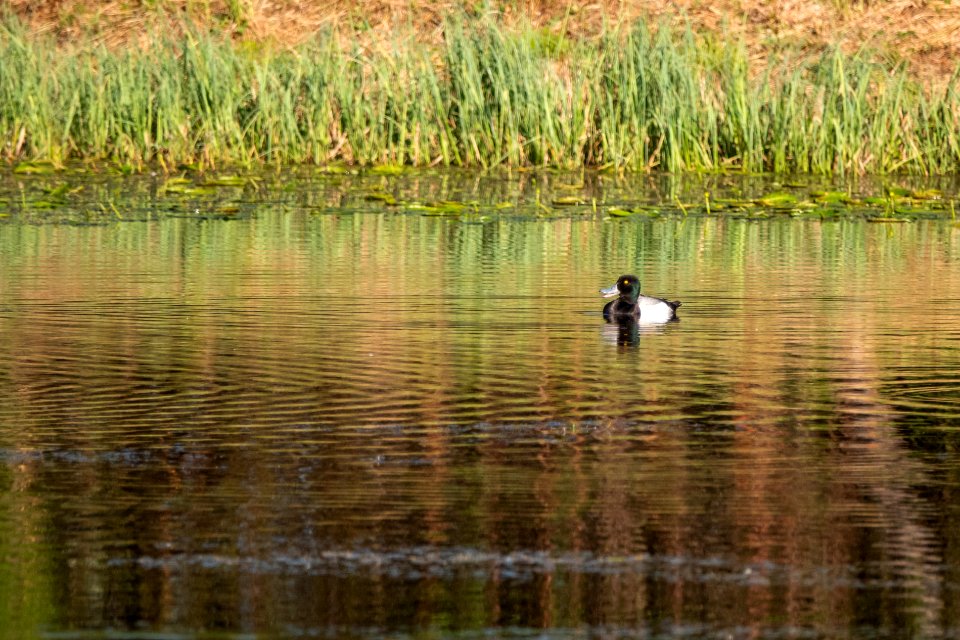 (Anseriformes: Anatidae) Aythya marila, Bergand / Scaup