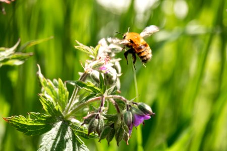 (Hymenoptera: Apidae) Bombus humilis, Backhumla / Brown-banded carder bee