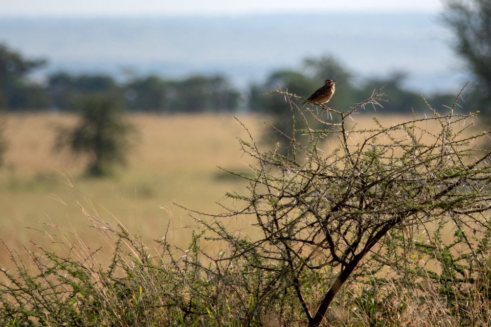 (Passeriformes: Alaudidae) Mirafra africana, Rödnackad lärka / Rufous-naped lark