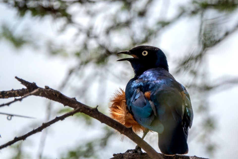 (Passeriformes: Sturnidae) Lamprotornis superbus, Brunbukig glansstare / Superb starling