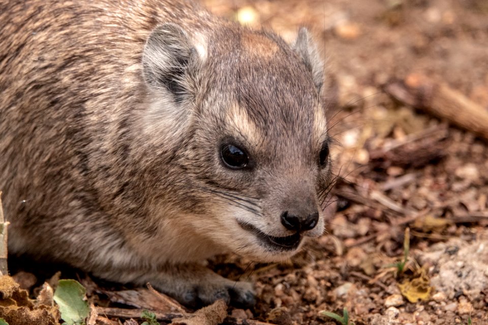 (Hyracoidea: Procaviidae) Procavia capensis, Klipphyrax / Rock hyrax