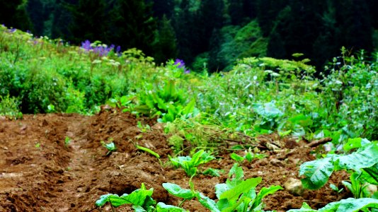 Çahçor yaylası Senoz Çayeli Rize