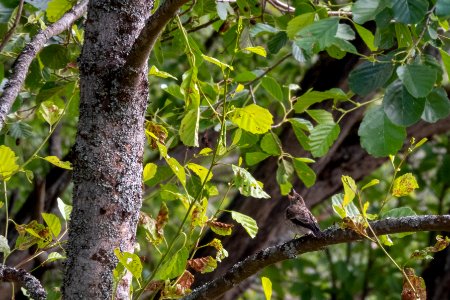 (Passeriformes: Muscicapidae) Ficedula hypoleuca 1K, Svartvit flugsnappare / Pied flycatcher photo