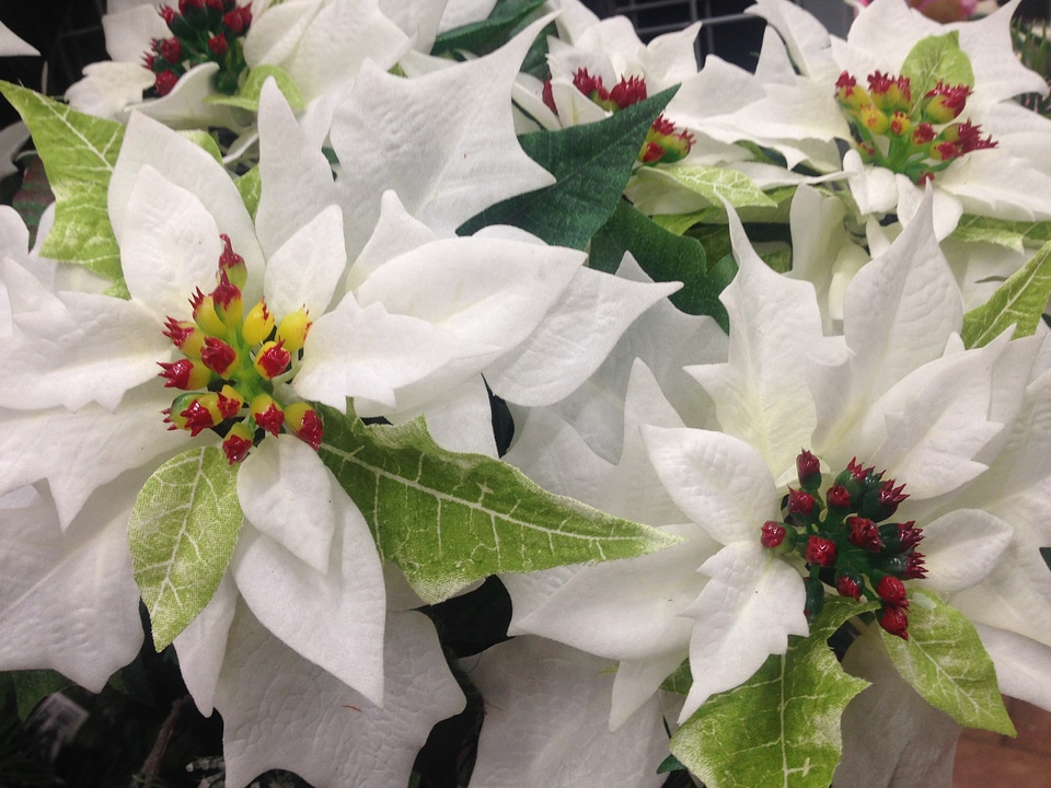 Christmas festival celebration