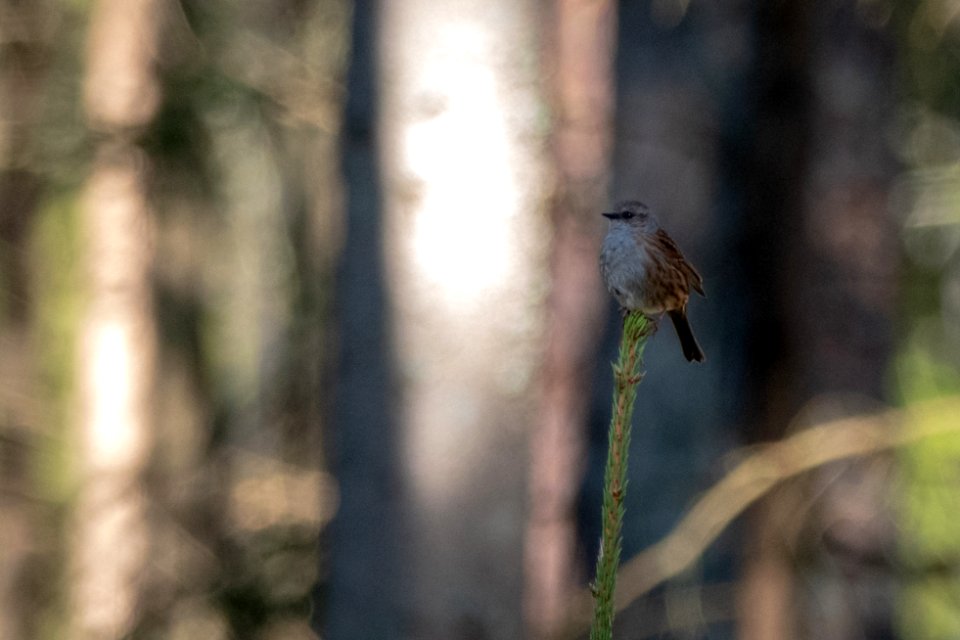 (Passeriformes: Prunellidae) Prunella modularis, Järnsparv / Dunnock
