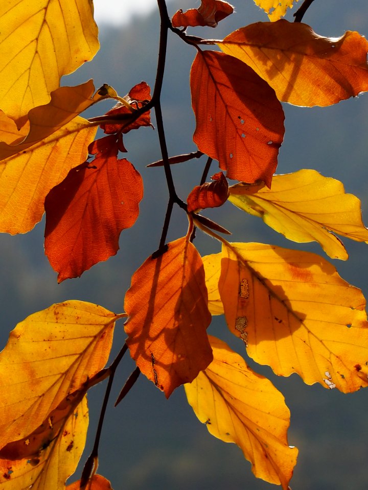 2015herbst 117