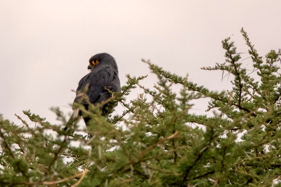 (Falconiformes: Falconidae) Falco ardosiaceus, Skifferfalk / Grey kestrel