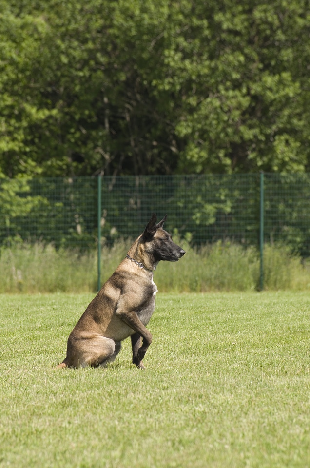 Malinois dog sitting photo