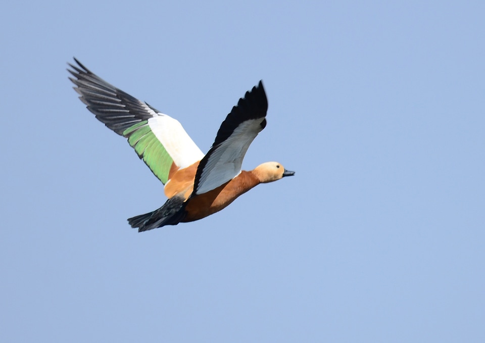 Ruddy shelduck brahminy