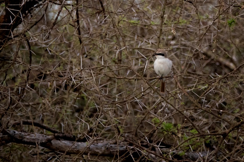 (Passeriformes: Laniidae) Lanius isabellinus, Isabellatörnskata / Isabelline shrike